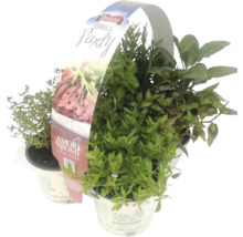 Grillparty Kräutertopf mit Thymian, Rosmarin, Oregano und Salbei