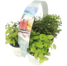 Kräutertopf-Set für Cocktails mit verschiedenen Kräutersorten