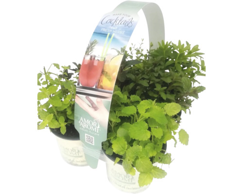 Kräutertopf-Set für Cocktails mit verschiedenen Kräutersorten