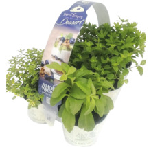 Korb mit Dessertkräutern