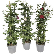 Drei Rosenstöcke in Töpfen mit Rankhilfe