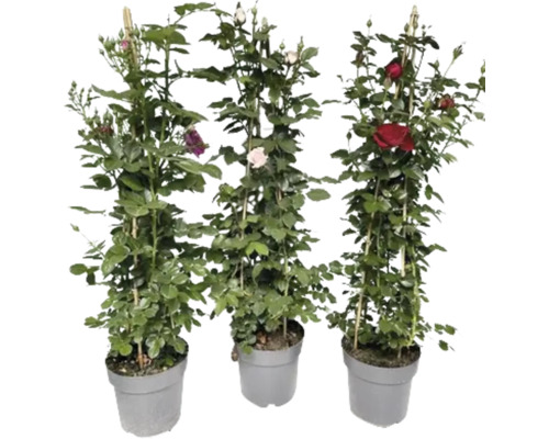 Drei Rosenstöcke in Töpfen mit Rankhilfe