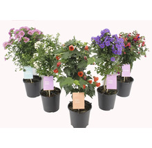 Blühende Topfpflanzen in verschiedenen Farben