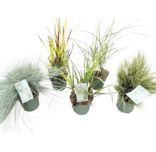 Verschiedene Ziergräser in Töpfen