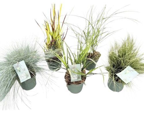 Gräser Gräser H ca. 50 cm Verschiedene Ziergräser in Töpfen