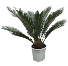 Sagopalmfarn in einem Topf