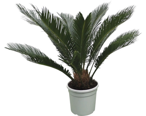 Sagopalmfarn in einem Topf