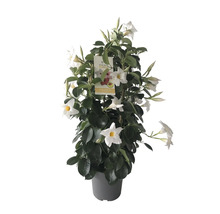 Dipladenia Sol de Murcia mit weißen Blüten im Topf