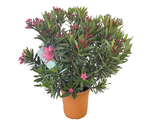 Oleander im Topf mit Blüten und grünen Blättern.