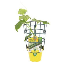 Gurkenpflanze im gelben Topf mit Rankhilfe