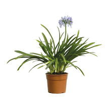 Schmucklilie im Topf