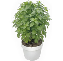 Basilikum Pflanze in einem Topf