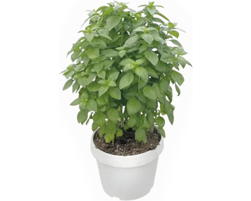 Basilikum Pflanze in einem Topf