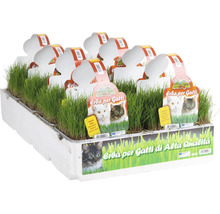 Katzengras in einer Schale für Haustiere