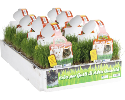 Katzengras in einer Schale für Haustiere