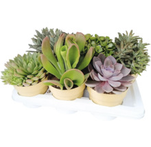 Arrangement verschiedener Sukkulenten in Töpfen auf einer weißen Ablage