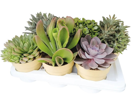 Arrangement verschiedener Sukkulenten in Töpfen auf einer weißen Ablage