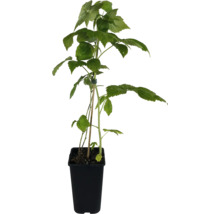 Himbeerpflanze im Topf