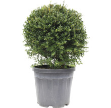 Kugelbuxbaum im Topf