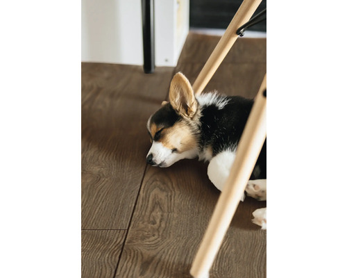 Ein Corgi Welpe schläft auf einem dunklen Bodenbelag in Holzoptik unter einem Stuhl mit Holzbeinen.