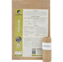 Biologische Schädlingsbekämpfung Trissolcus basalis Schlupfwespen gegen Grüne Reiswanzen von biohelp Garten und Bienen mit Anleitung und Kartonröhrchen.