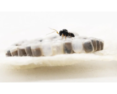 Schlupfwespe auf Insekteneiern zur biologischen Schädlingsbekämpfung.