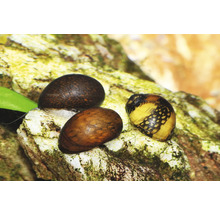 Drei gemusterte Rennschnecken auf einem Stein in einem Aquarium.