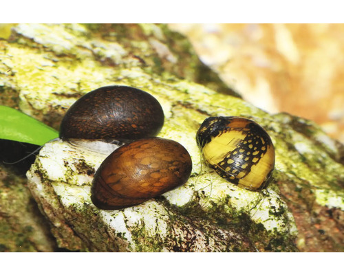 Drei gemusterte Rennschnecken auf einem Stein in einem Aquarium.