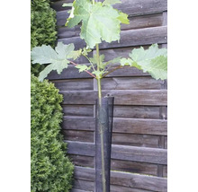 Stammschutz aus Kunststoffgitter um einen jungen Baum vor einem Holzzaun.