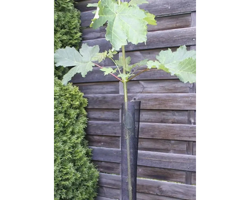 Stammschutz aus Kunststoffgitter um einen jungen Baum vor einem Holzzaun.