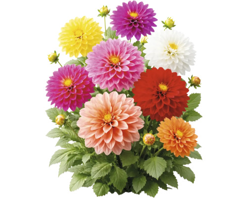 Dahlien-Mix mit Blüten in verschiedenen Farben und grünen Blättern.