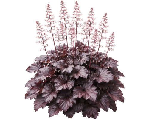 Purpurglöckchen Heuchera mit dunklen Blättern und hohen Blütenstielen mit kleinen hellen Blüten.