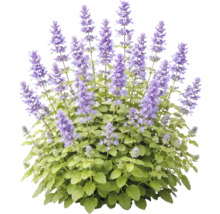 Blaue Katzenminze mit vielen violetten Blütenähren und grünen Blättern.