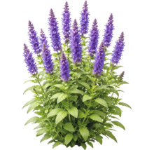 Steppensalbei mit lila Blütenähren und grünen Blättern.