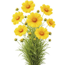 Mädchenauge mit gelben Blüten, Knospen und grünen Blättern.