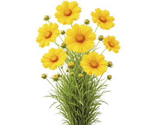 Mädchenauge mit gelben Blüten, Knospen und grünen Blättern.