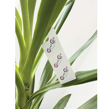 Chryso Card zur biologischen Schädlingsbekämpfung an einem Pflanzenblatt aufgehängt.