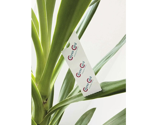 Chryso Card zur biologischen Schädlingsbekämpfung an einem Pflanzenblatt aufgehängt.