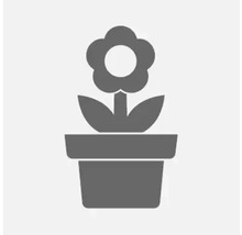 Piktogramm einer Pflanze in einem Blumentopf