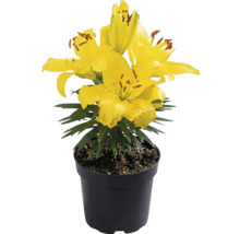 Gelbe Lilie im schwarzen Kunststofftopf mit grünen Blättern.