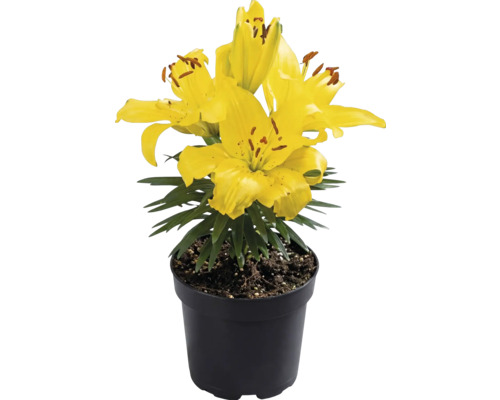 Gelbe Lilie im schwarzen Kunststofftopf mit grünen Blättern.
