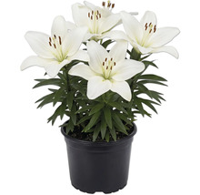 Weiße Lilien im schwarzen Kunststofftopf