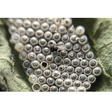 Biologische Schädlingsbekämpfung: Schlupfwespe auf Insekteneiern auf einem Blatt.