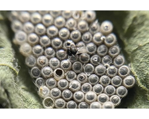 Biologische Schädlingsbekämpfung: Schlupfwespe auf Insekteneiern auf einem Blatt.