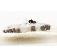 Schlupfwespe auf Insekteneiern zur biologischen Schädlingsbekämpfung.