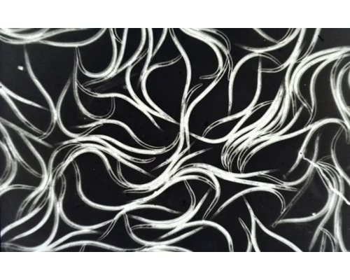 Mikroskopische Aufnahme von nützlichen Nematoden zur biologischen Schädlingsbekämpfung.