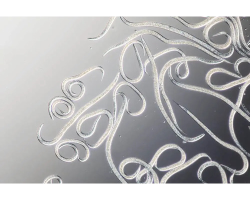 Mikroskopische Ansicht von Nematoden zur biologischen Schädlingsbekämpfung.