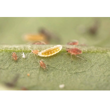 Blattläuse und eine Larve auf einem grünen Blatt zur Darstellung von Schädlingsbefall und Pflanzenschutz.