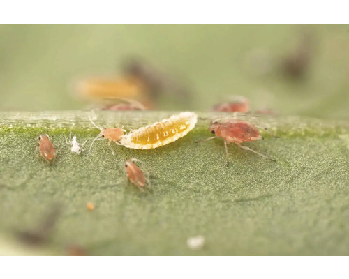 Blattläuse und eine Larve auf einem grünen Blatt zur Darstellung von Schädlingsbefall und Pflanzenschutz.
