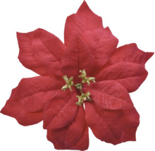 Künstlicher Weihnachtsstern in Rot mit goldenem Glitzer im Zentrum für die Weihnachtsdekoration.